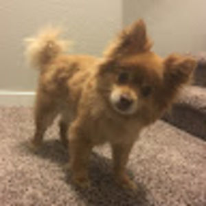 Meet your Posher, Kadence